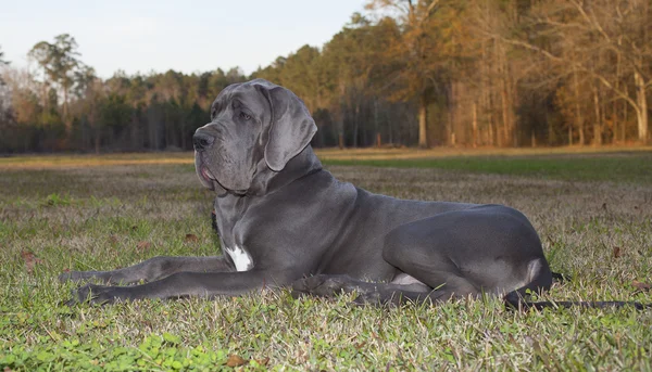 Laying Great Dane purebred