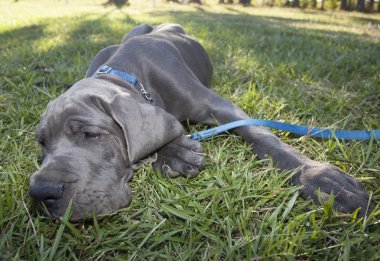 Rahatlatıcı Danua köpek yavrusu
