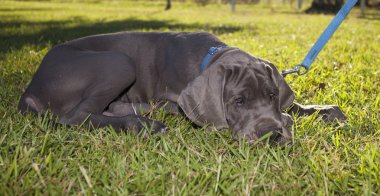 Uyku zamanı için bir Danua