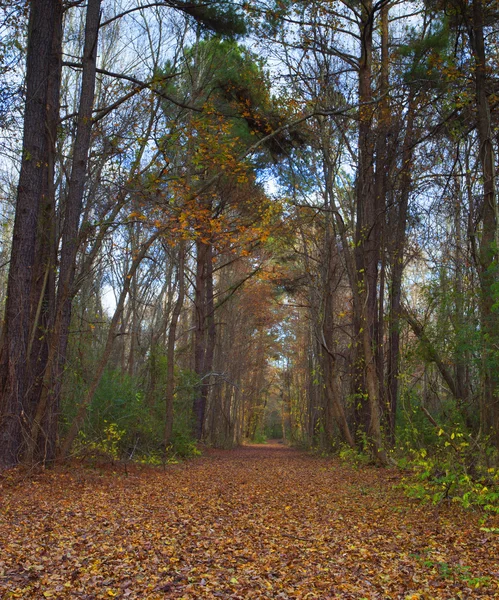 Hösten skogen i North Carolina — Stockfoto