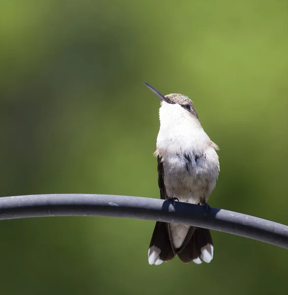 Kolibřík na bidýlku — Stock fotografie