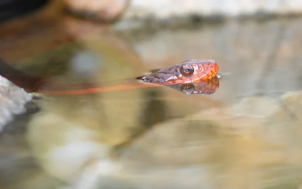 ノースカロライナ州の赤い腹の水蛇で 頭は水から出ています — ストック写真