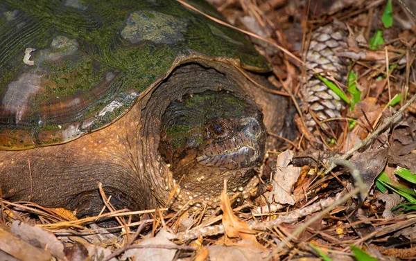 Foto Cerca Una Cabeza Tortuga Grande Viva —  Fotos de Stock