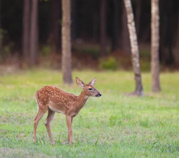 Veado Whitetail Fawn Sozinho Perto Uma Floresta Carolina Norte — Fotografia de Stock