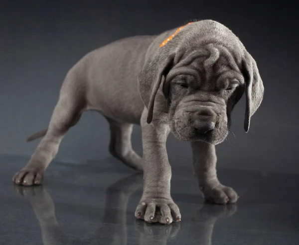 Purebred Cinza Grande Cachorro Dinamarquês Que Está Aproximando Câmera — Fotografia de Stock