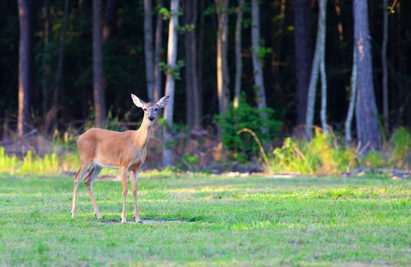 Whitetail Deer Doe Forest North Carolina — Stock Photo, Image