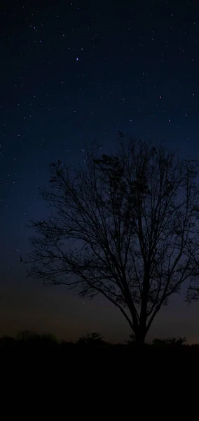 Pecan Tree Its Leaves Gone Fall Stars — Stock Photo, Image