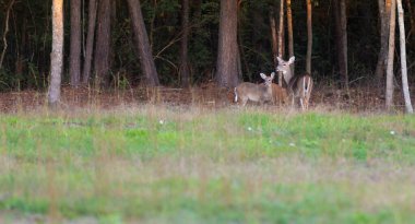 Kuzey Carolina, Hoke County 'deki Raeford ormanında geyik.