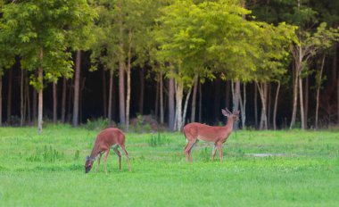 Kuzey Carolina 'da bir dişi geyik yemek yerken beyaz kuyruklu geyik ormanı izliyor.