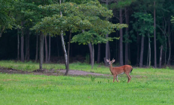 Whitetail Cervo Macho Que Está Sozinho Lado Uma Floresta Espessa — Fotografia de Stock