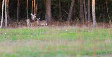 Kuzey Carolina, Hoke County 'de Raeford yakınlarında beyaz kuyruklu geyik üçlüsü.