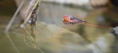 Kuzey Carolina 'da su havuzu ve kırmızı karınlı bir su yılanı.