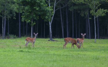 Kuzey Carolina 'da bir ormanın yanındaki tarlada bulunan üç beyaz kuyruklu geyik.