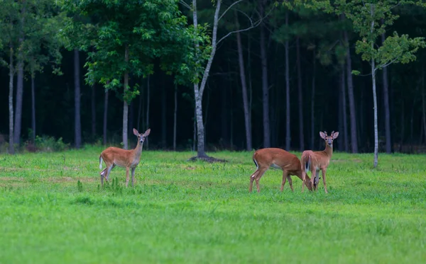 Three Whitetail Deer North Carolina Field Nextto Forest — Stock Photo, Image