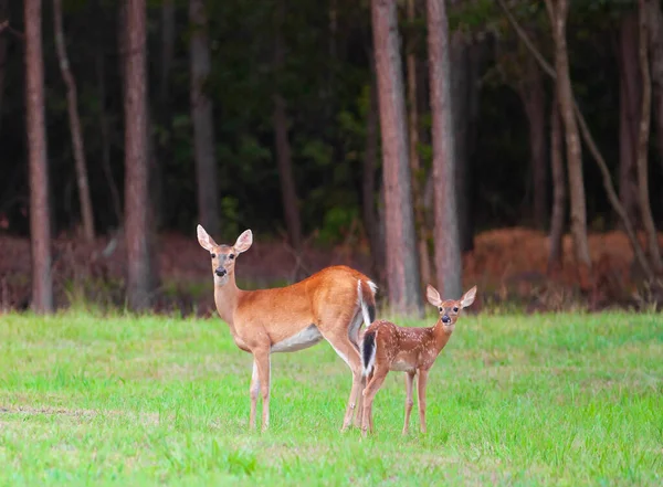 Cervo Cauda Branca Fawn Doe Raeford — Fotografia de Stock