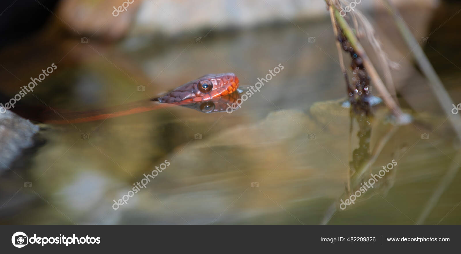 Red Bellied Watersnake Hiding Some North Carolina Pond Water