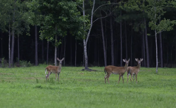 Thre Witstaart Herten Met Twee Mannetjes Een Veld North Carolina — Stockfoto