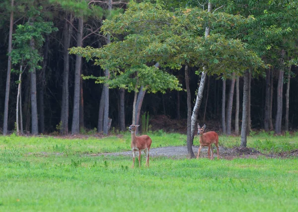 Ciervo Cola Blanca Buck Doe Caminando Desde Bosque Carolina Del — Foto de Stock