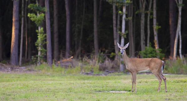 Doe Justo Las Afueras Bosque Cerca Raeford Carolina Del Norte — Foto de Stock