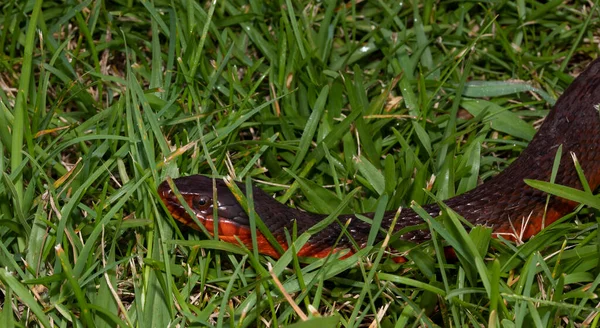 Red Bellied Water Snake Hiding Grass North Carolina — 스톡 사진