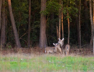 Kuzey Carolina, Raeford 'un dışında üç beyaz kuyruklu geyik.