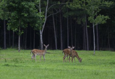 Bir çift genç erkek ve Kuzey Carolina tarlasında beyaz kuyruklu geyik.