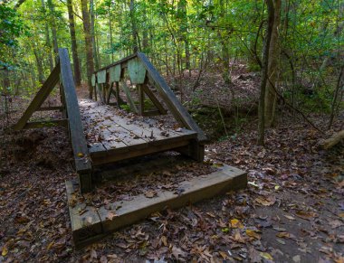Kuzey Carolina 'daki Falls Gölü yakınlarındaki ormandaki tahta köprü.