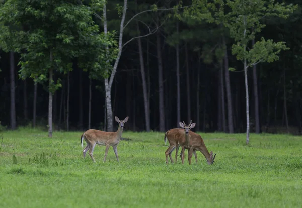 Par Jovens Cervo Cauda Branca Num Campo Carolina Norte — Fotografia de Stock