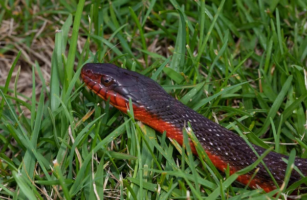 Curiosa Serpiente Agua Vientre Rojo Levantando Cabeza Hierba —  Fotos de Stock