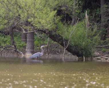 Kuzey Carolina 'daki Ürdün Gölü' nde büyük mavi balıkçıl.