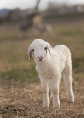 Kuzey Carolina 'da bir otlakta emziren iki kuzuyla arka planda odaktan çıkmış bir koyunla kamerayı izleyen beyaz koyun kuzusu..