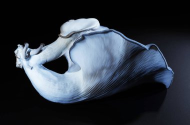 Büyük mavi istiridye mantarının arkasındaki koyu arkaplan toplanmış ve pişirilmeye hazır..