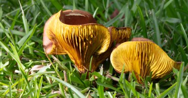 Renkli sarı ve turuncu mantarlar çimlerin arasında ortaya çıktı..