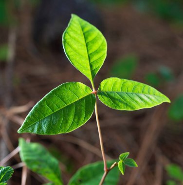 Üç yaprak kümesinin arkasından gelen ışık zehirli bir sarmaşık sarmaşığının üzerinde üç yaprağı gösteriyor..