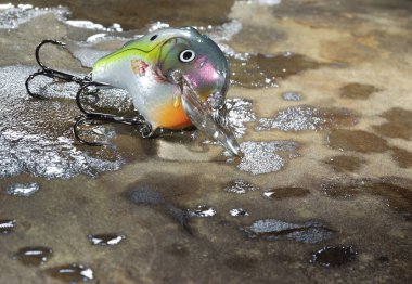 Islak bir kayaya kancalı parlak balık yemi.