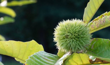 Dışardaki dikenler Kuzey Carolina 'da bir ağaçta yetişen yeşil fındıklı ve solunda fotokopi alanı var..
