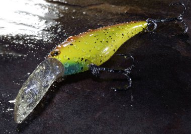 Sarı, turuncu ve mavi balık yemi. Islak bir kayanın üzerinde duran suyla kaplı büyük bir gagası var..