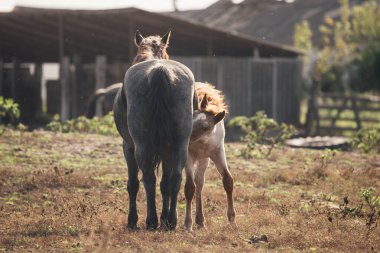 Mare seen from behind with her foal nursing beneath her belly in a dry grassy farm field, showing maternal bonding and care