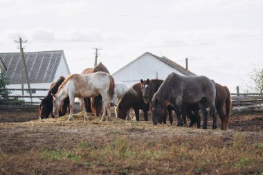 Group of horses feeding on hay, standing together in a dry farmyard with outbuildings and fences in the background