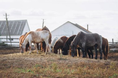 Group of horses feeding on hay in a dry paddock with farm buildings in the background, showing typical rural equestrian life