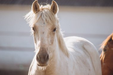 White horse standing on a farm, looking directly at camera. Another horse partially visible in background. Rural animal theme