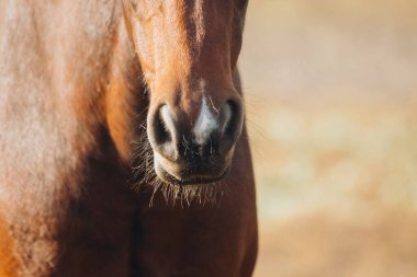 Close up of a brown horse's muzzle and nose, featuring sensitive whiskers and a distinctive white facial marking
