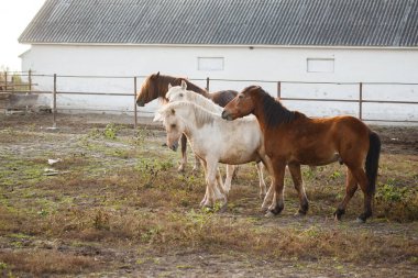 Horses standing and grazing in a fenced paddock beside a barn on a rural farm, peaceful summer daylight countryside scene