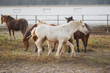 Domestic horses standing and eating grass in an outdoor farm paddock, with a white building in the background
