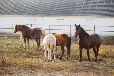 Horses standing and grazing in a farm paddock on a sunny day, showcasing rural life and animal husbandry