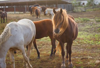 Domestic horses with flowing manes and tails standing and grazing in a sunlit farm paddock, peaceful rural pasture scene