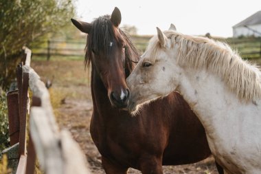 Two horses nuzzling in a sunlit paddock on a peaceful farm, showing gentle bond and companionship in natural rural surroundings