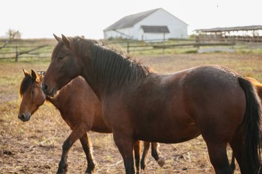 Horses standing and walking in a sunny rural pasture with a white barn and fence line in the background