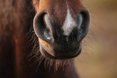 Horse muzzle close-up showing sensitive nostrils, whiskers, and brown coat with a white blaze. Breathing and sensing in nature