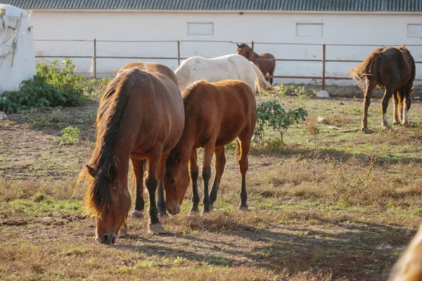 Group of domestic horses including a mare and foal eating grass in an outdoor paddock on an agricultural farm